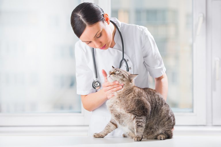 Veterinarian examining teeth of a cat