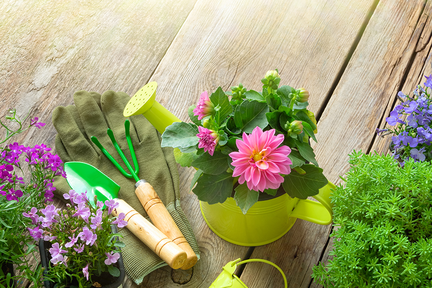 Seedling of garden flowers for planting Seedling of garden flowers for planting
