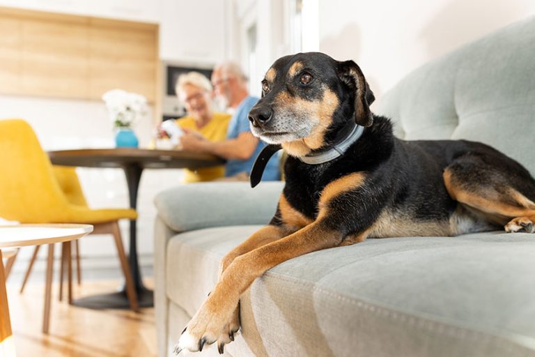 Cute dog lying sofa while owners sitting dining table kitchen