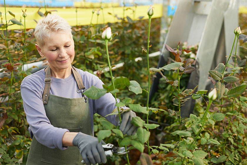 Woman cutting flowers Woman cutting flowers