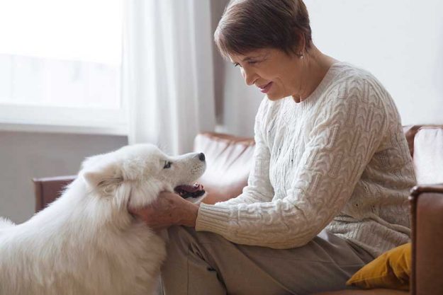 Happy senior woman hugging dog Samoyed husky sitting on sofa at home Happy senior woman hugging dog Samoyed husky sitting on sofa at home